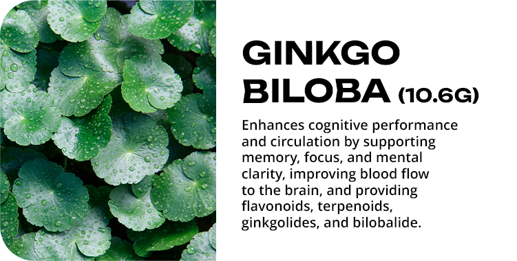 Ginkgo Biloba and Coffee: The Ancient Brain Ingredient Your Morning Cup Is Missing