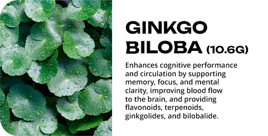 Ginkgo Biloba and Coffee: The Ancient Brain Ingredient Your Morning Cup Is Missing